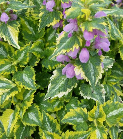 Spotted Dead Nettle Anne Greenaway